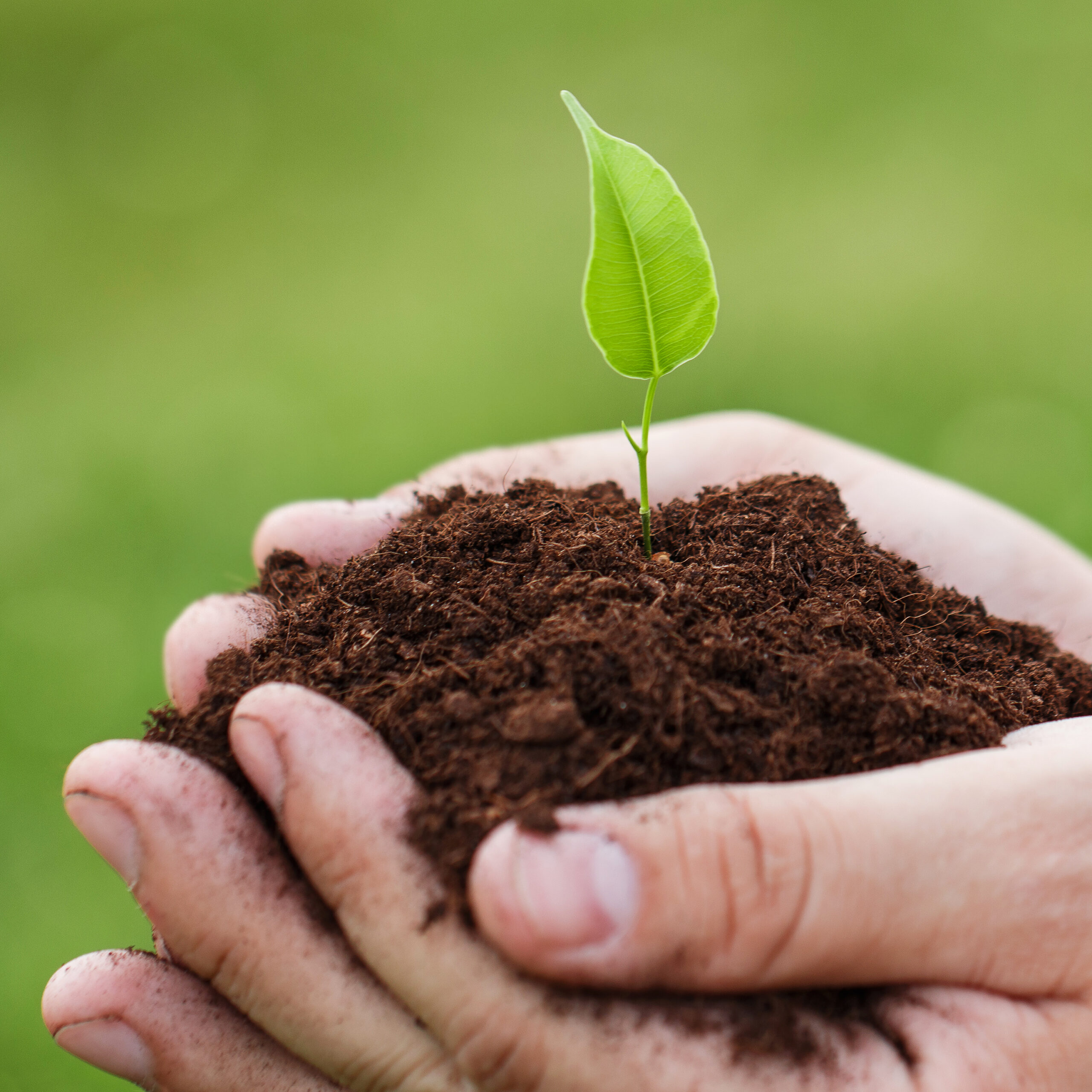 Close up of male hands with a green sprout